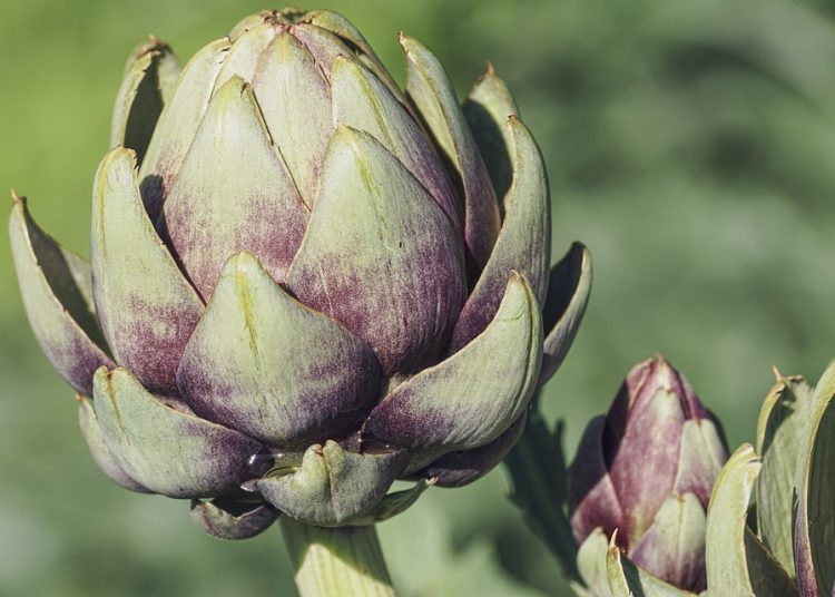 Thriving in Times of Crisis: The Ultimate Guide to Survival Gardening