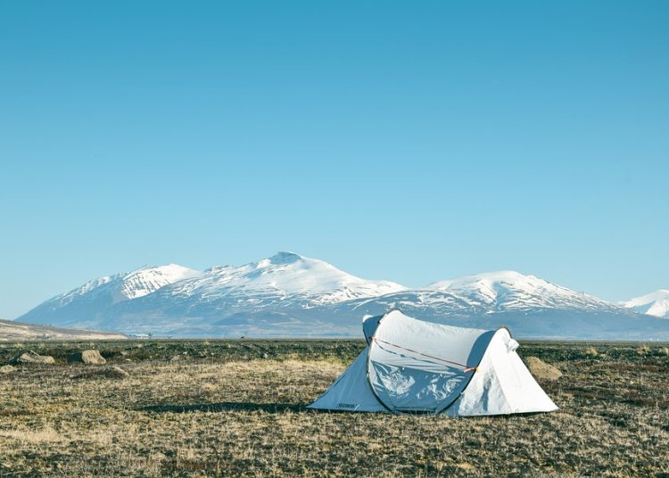 Exploring the Wild: A Guide to Foraging for Edible Treasures