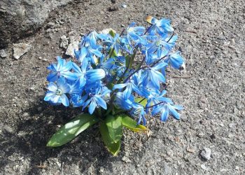 Building Stronger Together: The Power of Community Resilience