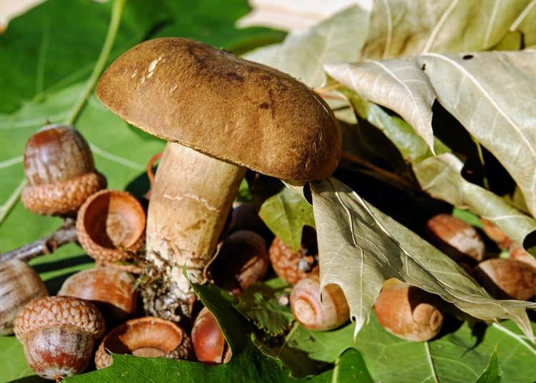 Edible Survival Plants: A Lifesaving Guide to Nourishment in the Wild