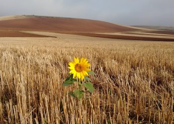 Survive and Thrive: Essential Tools and Tips for Your Survival Kit