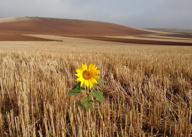 Survive and Thrive: Essential Tools and Tips for Your Survival Kit