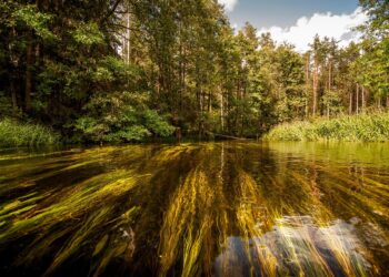 survival preparedness