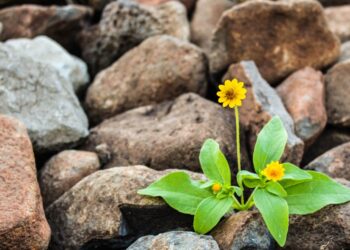 edible survival plants