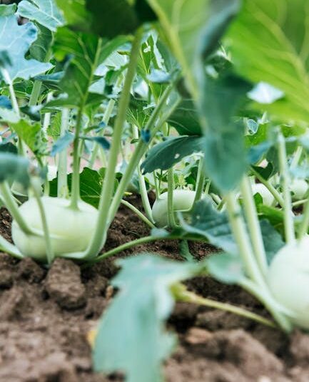 edible survival plants