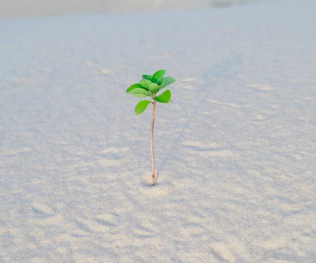edible survival plants