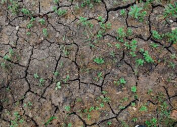 edible survival plants