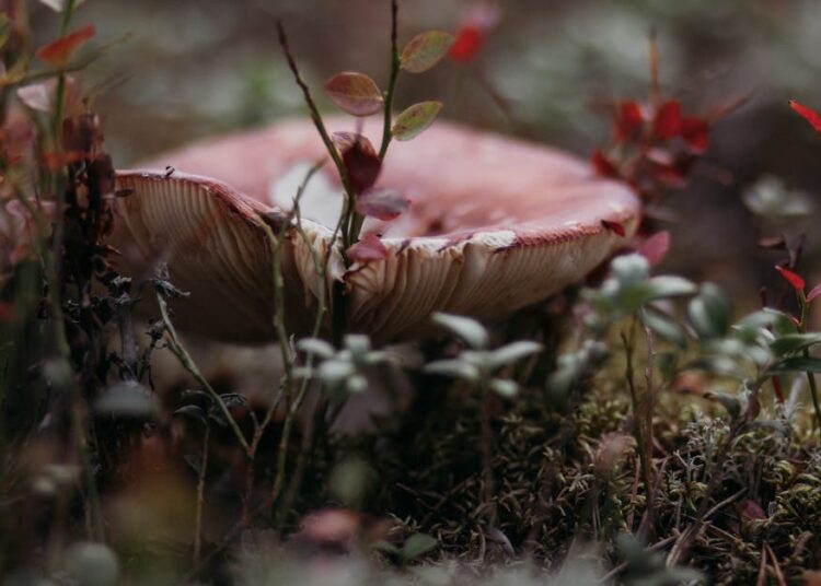 edible survival plants