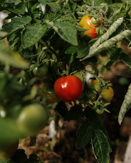 edible survival plants