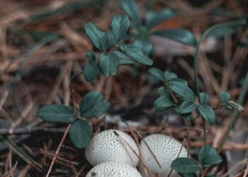 edible survival plants