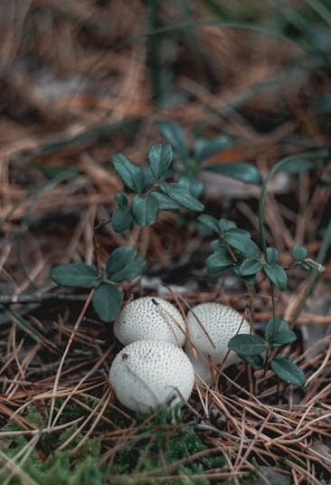 edible survival plants